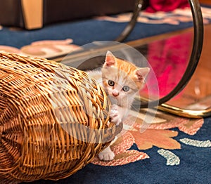 Cute ginger-white kitten looks out from behind the basket. Little cat playing with basket on carpet
