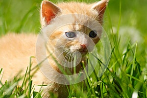Cute gingery kitten