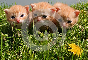 Cute gingery kittens