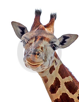 Cute Giraffe