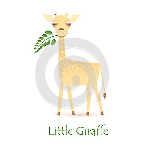 Cute Giraffe Calf