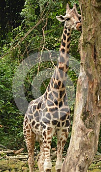 A cute giraffe eating the bark of a tree