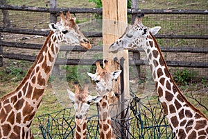 Cute giraffe family. Two adult giraffes and their two giraffe cubs.