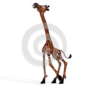 Cute giraffe with a funny face - lovely