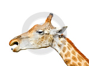 Cute giraffe head isolated on white background. Funny giraffe head isolated.