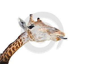 Cute giraffe isolated on white background