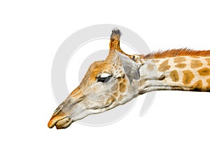 Cute giraffe isolated on white background. Funny giraffe head isolated. The giraffe is tallest and largest living animal in zoo.