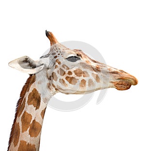 Cute giraffe isolated on white background. Funny giraffe head isolated. The giraffe is tallest and largest living animal in zoo.