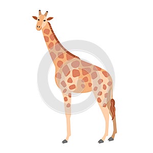 Cute giraffe isolated on white background. Gorgeous herbivorous exotic African animal. Stunning wild species of Africa