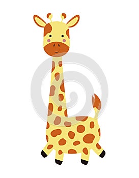 Cute giraffe isolated on white, wildlife animal