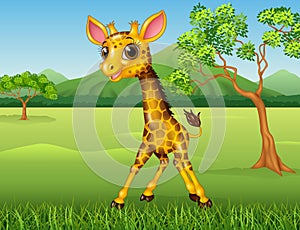 Cute giraffe in the jungle