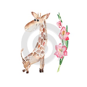 Cute giraffe with pink gladiolus flower isolated on white background. Watercolor hand drawn illustration.