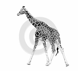 Cute giraffe on a white background. African safari animal. Doodle set. Black and white. Vector art illustration