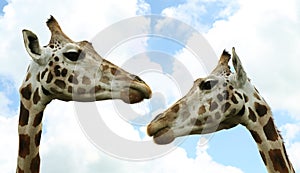 Cute giraffes against cloudy sky, closeup. African fauna