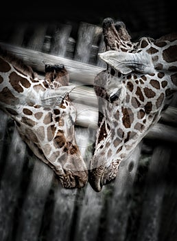 Cute Giraffes` kiss