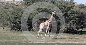 Cute Giraffes, South Africa wildlife