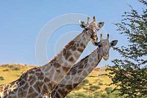 Cute Giraffes South Africa wildlife