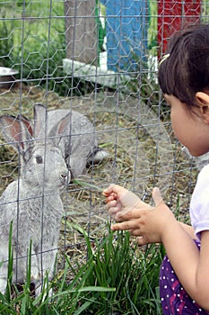 Cute girl with braids feeding bunnies on a farm