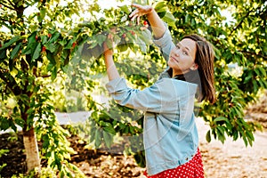 Cute girl collects cherries from a tree in the garden