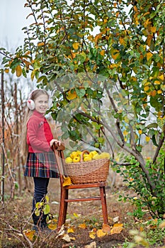 Cute girl collects quince from the tree photo
