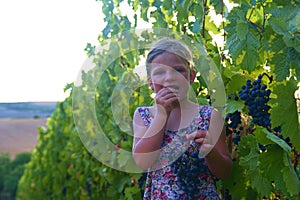 Cute girl little six years old girl eating a fresh blue grape directly from the plant in a red vineyard. Concept of