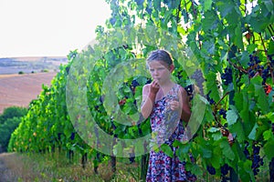 Cute girl little six years old girl tries a fresh red grape directly from the plant in a red vineyard. Concept of