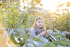 Cute girl sitting amidst cabbages at farm