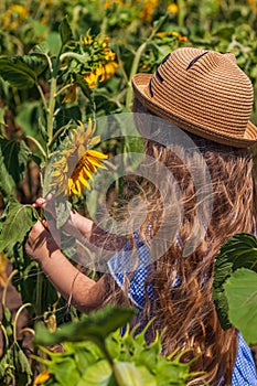 Adorable little girl in straw hat, blue plaid summer dress in a field countryside. Child with long hair smells sunflower