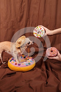 Cute glamur chihuahua in pink dress with donuts