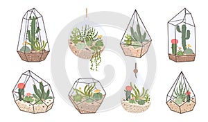 Cute glass florarium, geometric terrarium with succulents and cactus. Terrariums with tropical desert plants for home