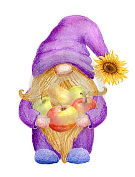 Cute Gnome with apple pear fruits isolated on white background. Thanksgiving or Harvest Day card design. Watercolor drawing