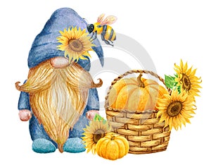 Cute Gnome with bee and harvest pumpkin and sunflowers in basket. Thanksgiving or Harvest Day card design. Watercolor drawing