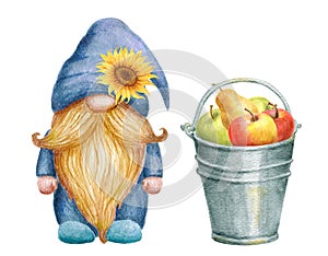 Cute Gnome and bucket with apple pear fruits. Thanksgiving or Harvest Day card design. Watercolor drawing