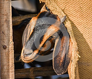 Cute Goat Kid looking into the camera.