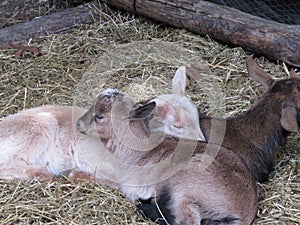 Cute goat kids Capra aegagrus hircus lying down on straw