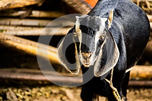 Cute goat looking in a camera