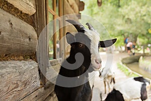 Cute goat looking at camera