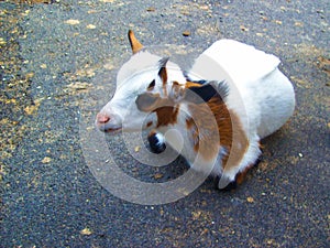 Cute goat is relaxing