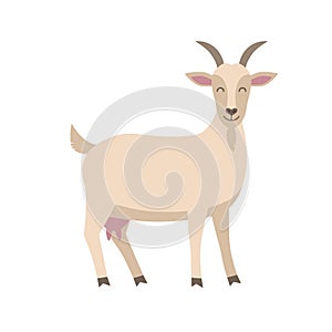 Cute goat vector flat illustration isolated on white background. Farm animal goat cartoon character.