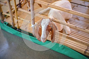 Cute Goat Waiting for milk in Pattaya Floating Market in Chonburi City Thailand