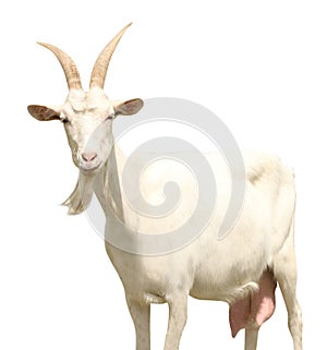 Cute goat on white background. Animal husbandry