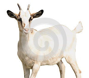 Cute goat on white background. Animal husbandry