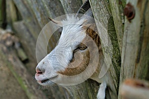 Cute Goat between wooden rungs, closeup