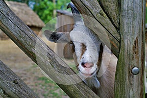 Cute Goat between wooden rungs, closeup