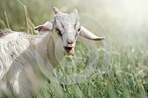 Cute goatling, agape looking right at you close-up