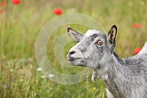 Cute goatling in field, space for text. Animal husbandry