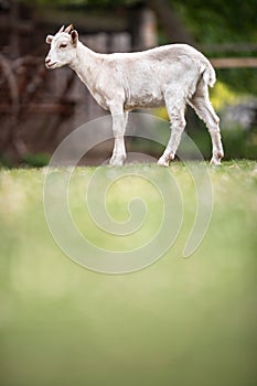 Cute goats on an organic farm, looking happy, grazing outdoors