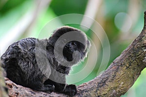 Cute Goeldi`s Marmoset Sitting in a Tree