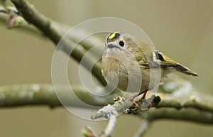 A cute Goldcrest, Regulus, perching on a branch of a tree in spring. It is the UK smallest bird with the Firecrest.