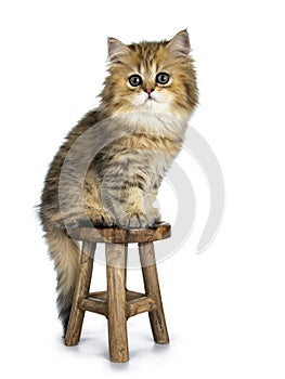 Cute golden British Longhair cat kitten, Isolated on white background.